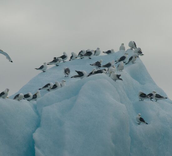 Spitzbergen – Nordostgrönland, Segeln & Fliegen © Arctic Summer